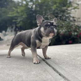 Rome - French Bulldog