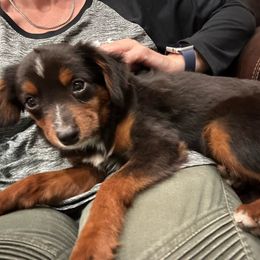 Tiny - Miniature Australian Shepherd puppy from Triplecminiaussies