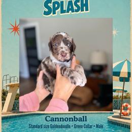Cannonball - Dallas TX - 4,000 - Chocolate male Goldendoodle puppy in Garland, Texas from Twilight Doodles