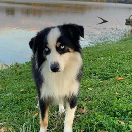 Chase - Miniature Australian Shepherd
