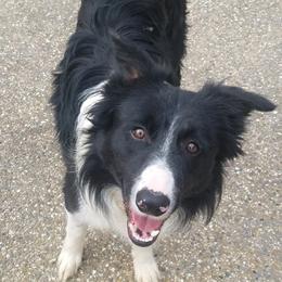 Border Collies from Broadmoor Farm