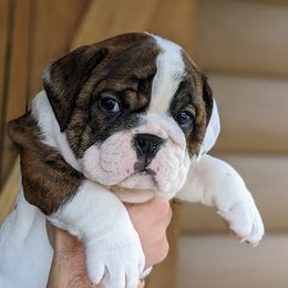 Bulldog and French Bulldog Puppies from Rohde's Road Dog Bullies