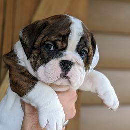 Bulldog and French Bulldog Puppies from Rohde's Road Dog Bullies