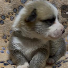 AKC Grey Cactus - Red male Pembroke Welsh Corgi puppy in Summerfield, Florida from Promise Land Farm
