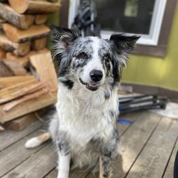 Gypsy - Australian Shepherd