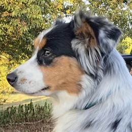 Miniature Australian Shepherds from Melissa Huffman