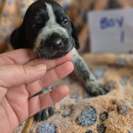 Boy 1 - Blue ticked male Bluetick Coonhound puppy in Centerville, Pennsylvania from Holcomb's Hounds