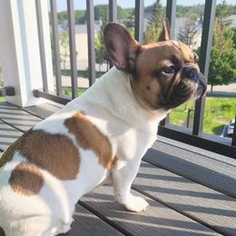 Luna - French Bulldog