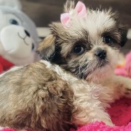 Shih Tzus from Cuddle Me Creations