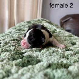 Female 2 - Black and tan female Pembroke Welsh Corgi puppy in La Porte City, Iowa from Cedar River Corgis