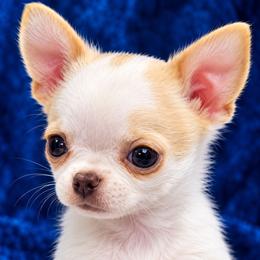 Squiggly - Fawn and white male Chihuahua puppy in Tremonten, Utah from Qu-Te's Chihuahuas
