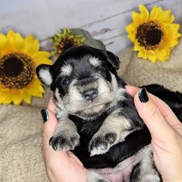 Paisley - Pink Collar - Black and silver female Miniature Schnauzer puppy in Coarsegold, California from Halo Schnauzer