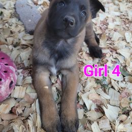 Girl 4 - Mahogany female Belgian Malinois puppy in Corpus Christi, Texas from Heavenly Firefly Belgian Malinois