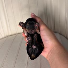 Beau - Black and tan male Yorkshire Terrier puppy in Saint Cloud, Florida from Kei’s Precious Pups