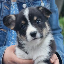 Daisy - Black and tan female Pembroke Welsh Corgi puppy in Sidney, Ohio from Cozy Corgi Ranch
