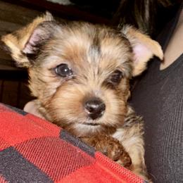 Lord Licorice - Chocolate and tan male Yorkshire Terrier puppy in Puyallup, Washington from Majestic Mtn Pups