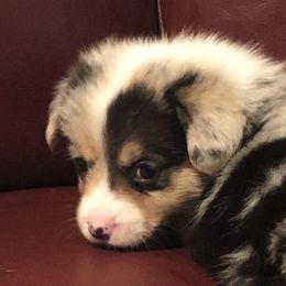 American Corgi and Pembroke Welsh Corgi Puppies from Red White & Bluie Corgi