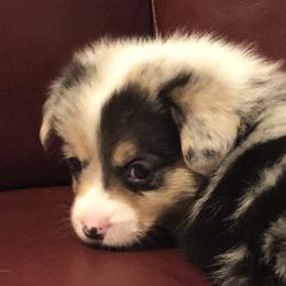 American Corgi and Pembroke Welsh Corgi Puppies from Red White & Bluie Corgi
