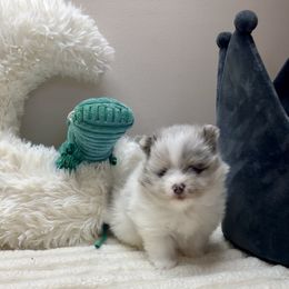 Blue Merle Parti Girl with Blue Eyes - Blue merle female Pomeranian puppy in Madison, Ohio from PawSitive Therapy Pomeranians