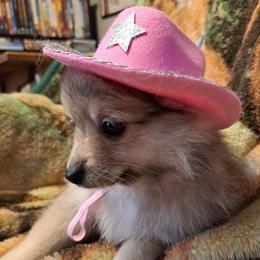 PEBBLES-Girl 1 - Chocolate merle female Pomeranian puppy in Lore City, Ohio from Tonia's Pomeranians
