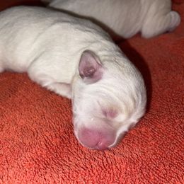 Labrador Retriever Puppies from Gathering Branch Labradors