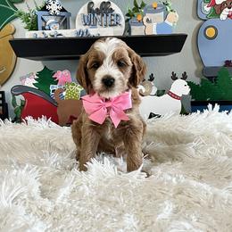 Pink Collar Female - Red  female Goldendoodle puppy in Bradenton, Florida from Suncoast Goldendoodles