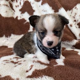 Scooby - Sable male Pembroke Welsh Corgi puppy in Arroyo Grande, California from Mid Valley Corgis