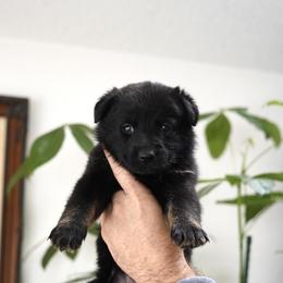 Tundra - Bi-color female German Shepherd puppy in Coarsegold, California from Yosemite Shepherds