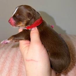 Tulip - Red tri-color female Australian Shepherd puppy in Anniston, Alabama from All Hale Aussies