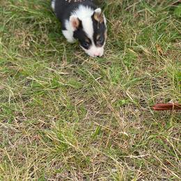 Forest - Black and tan male Pembroke Welsh Corgi puppy in Aberdeen, Washington from Coastal country Farms