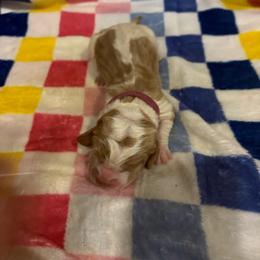 Girl 1-Bonnie - Red and white female Basset Hound puppy in Ringling, Oklahoma from BnL Bassets