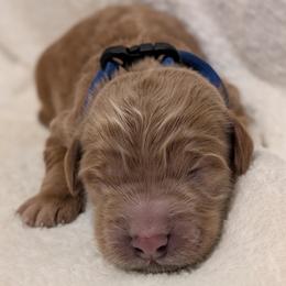Blue - Red  male Goldendoodle puppy in Midland, North Carolina from Alger Farm, LLC