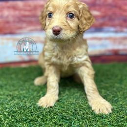 Orange girl - Caramel red female Australian Labradoodle puppy in Waxahachie, Texas from Dallas Labradoodles