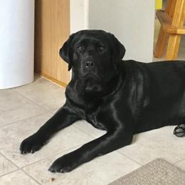 Labrador Retrievers from Flying Star