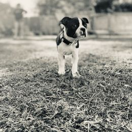 Boston Terrier Puppies from I Love Pups