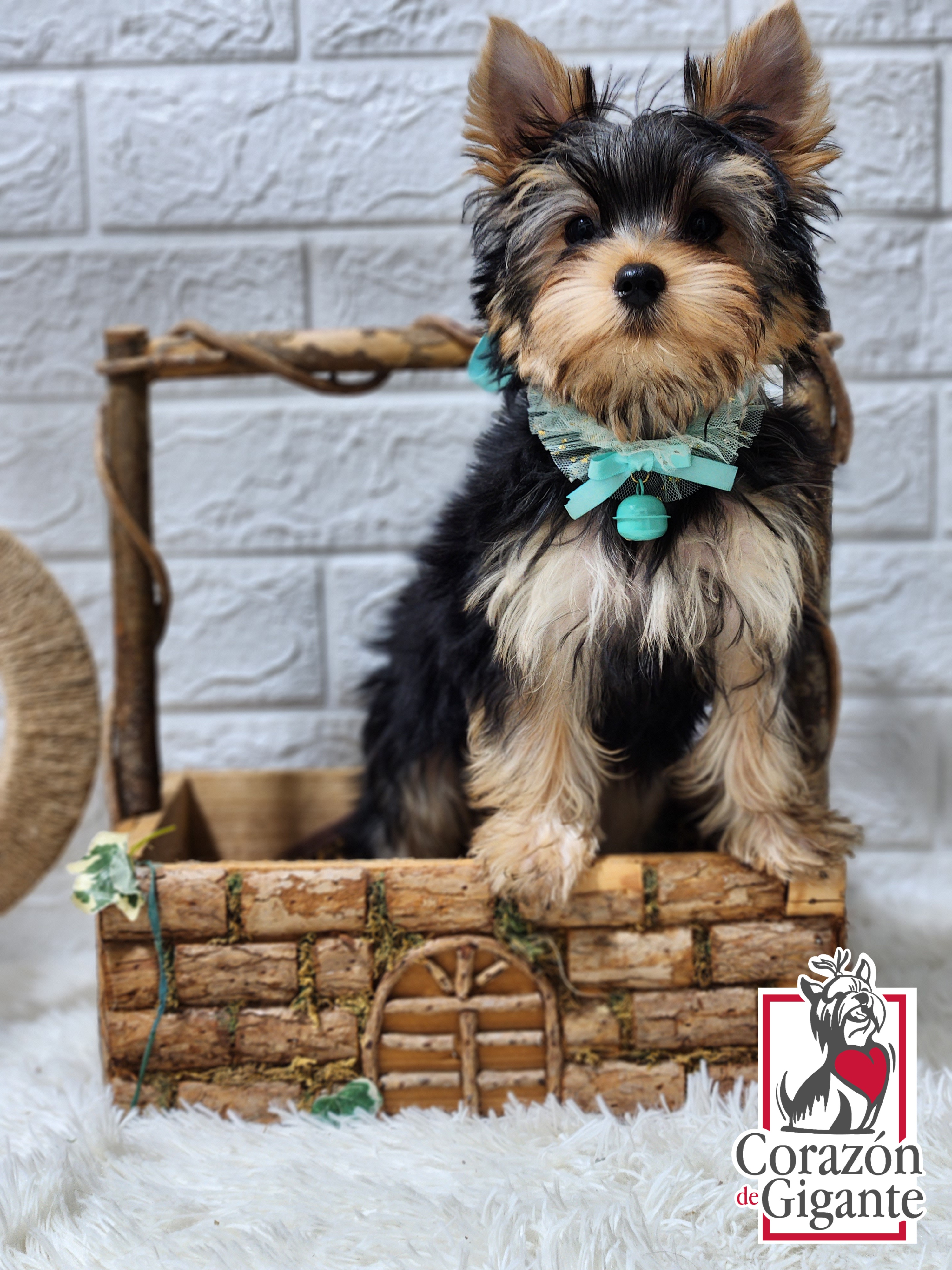Biewer Terrier and Yorkshire Terrier Puppies from Corazon de gigante