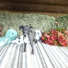 Marissa Male 1 - Blue male Italian Greyhound puppy in Sparta Tn And Caryville Fl, Florida from Summerwind Kennel