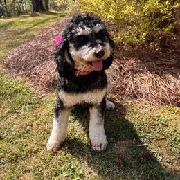 Sunni - Bernedoodle