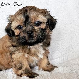 Shih Tzu Puppies from Beirin Breige Shih Tzus