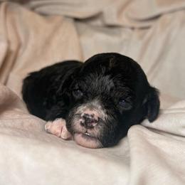 Coral - Merle female Cockapoo puppy in Saint Louis, Missouri from Jax Doodles