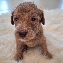 Coco (Tan Collar) - Apricot female Goldendoodle puppy in Lincoln, California from Lincoln Goldendoodles