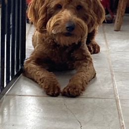 Goldendoodle Puppies from Northwoods Goldendoodles