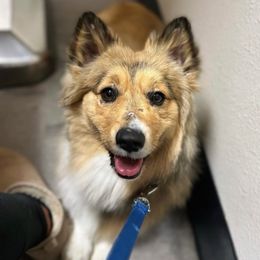 Butters - Pembroke Welsh Corgi