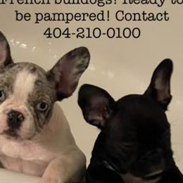 Airedale Terriers and French Bulldogs from Rock of Ages