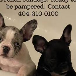 Airedale Terriers and French Bulldogs from Rock of Ages