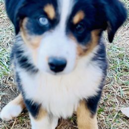 Indy - Black tri male Miniature Australian Shepherd puppy in Camano, Washington from Iris’ Island Oasis