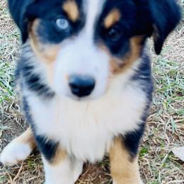 Indy - Black tri male Miniature Australian Shepherd puppy in Camano, Washington from Iris’ Island Oasis