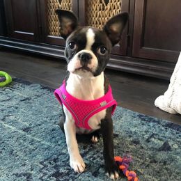 Boston Terrier Puppies from Normandy Boston Terriers