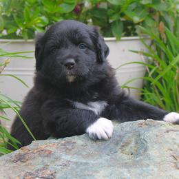 Dover - Black male Australian Shepherd puppy in Mocksville, North Carolina from Trailblazing Aussies