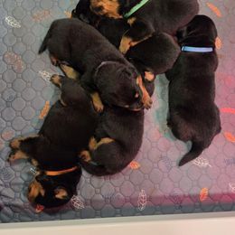 Rottweiler All Grown Up from CAMILA MICHELLI